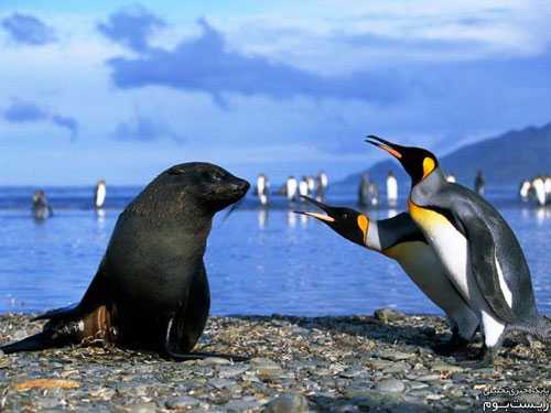 رابطه ی جنسی شیرهای دریایی با پنگوئن ها