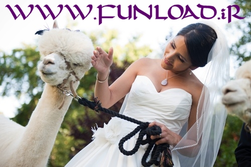Alpaca camel Wedding Bridesmaid
